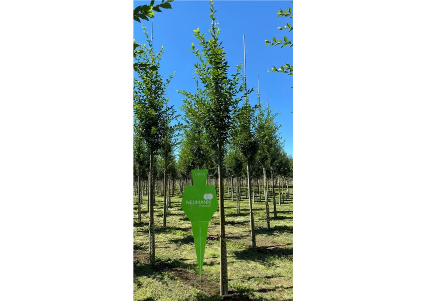 Gewöhnliche Hopfenbuche