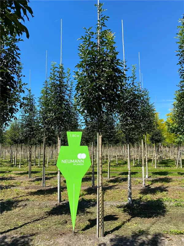 Fraxinus ornus 'Obelisk'