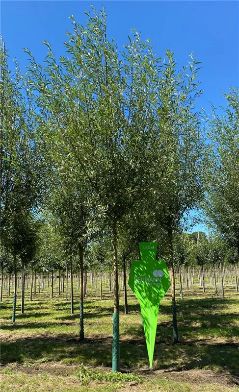 Salix alba 'Liempde'