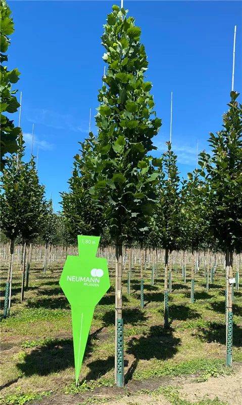 Liriodendron tulipifera 'Fastigiatum'