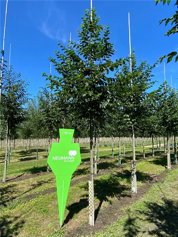 Carpinus betulus