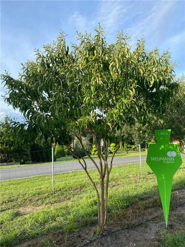 Heptacodium miconioides