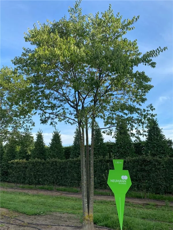 Celtis australis