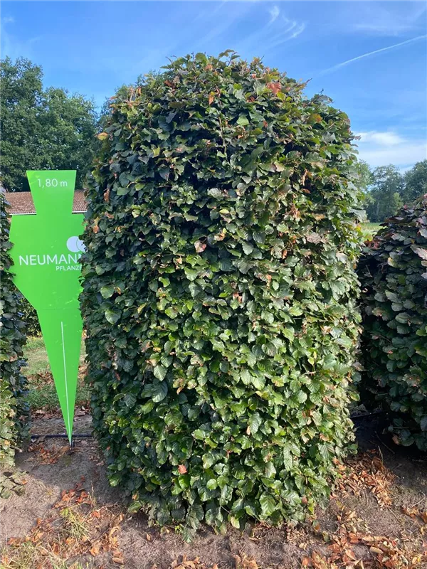 Fagus sylvatica purpurea