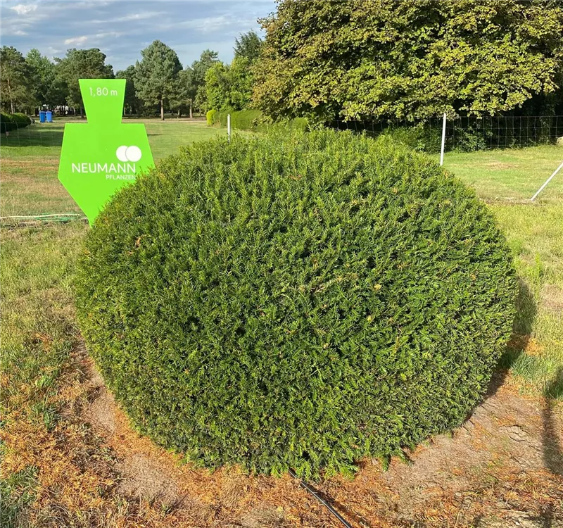 Taxus baccata