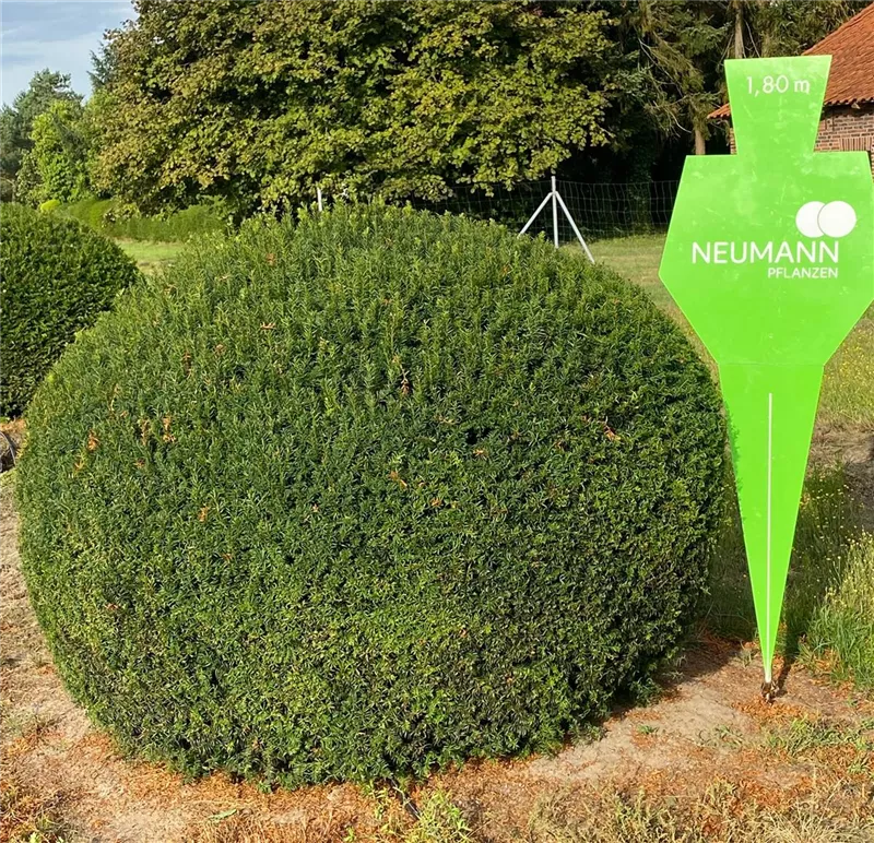 Taxus baccata