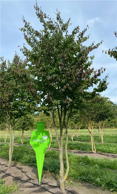 Parrotia persica 'Vanessa'