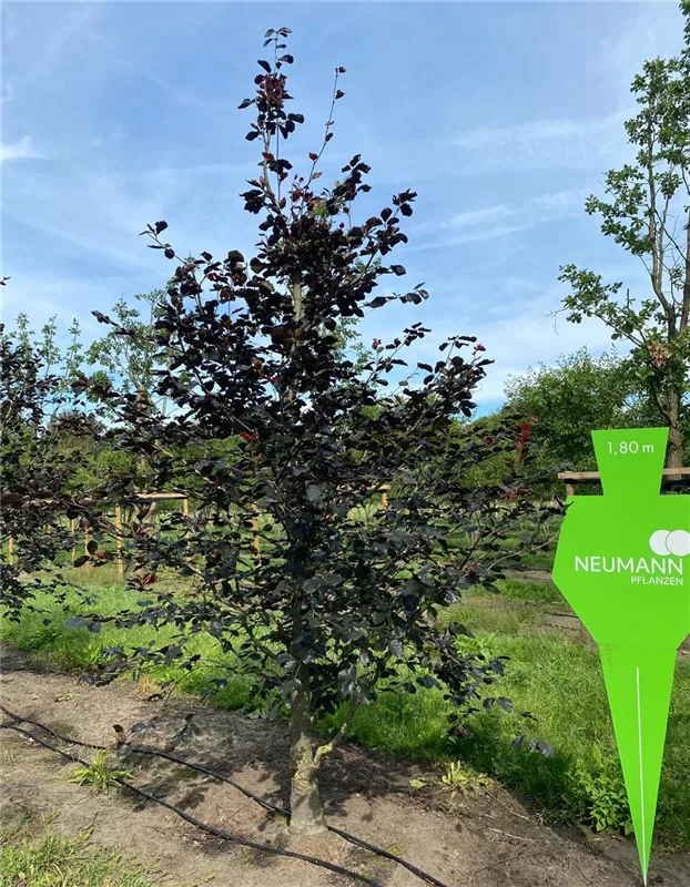 Fagus sylvatica 'Swat Magret'