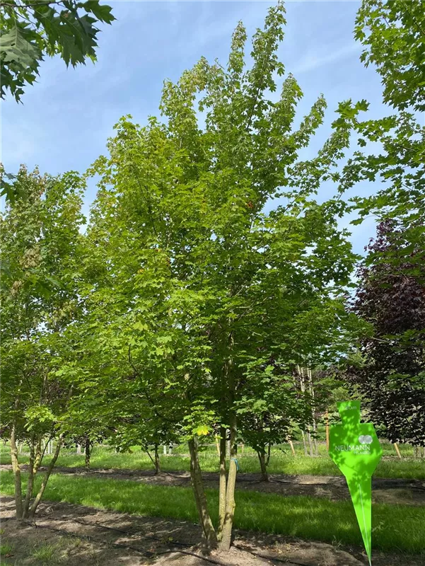 Acer platanoides
