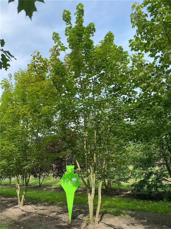 Acer platanoides