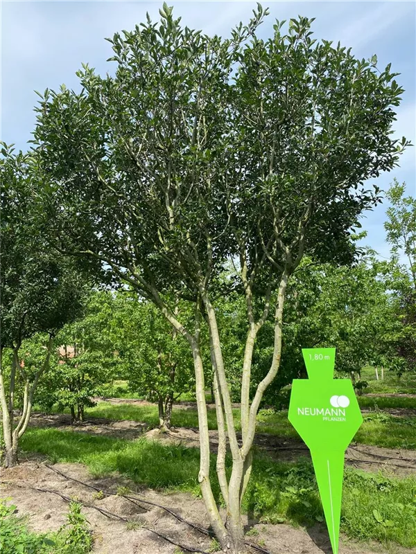 Crataegus prunifolia