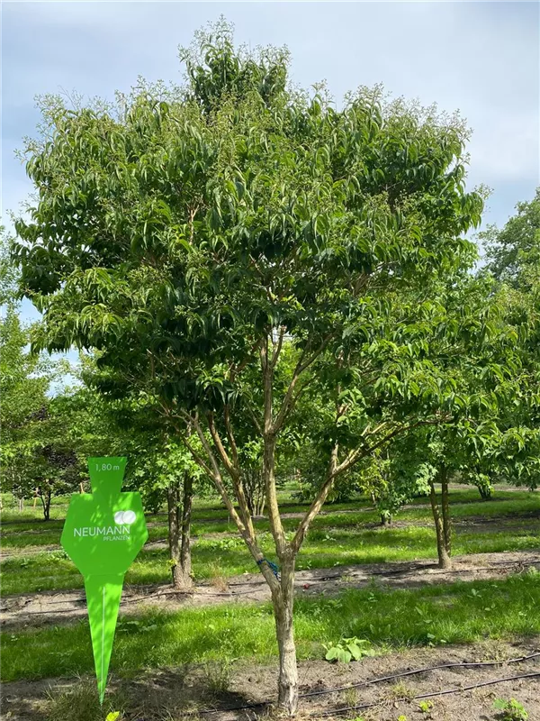 Heptacodium miconioides