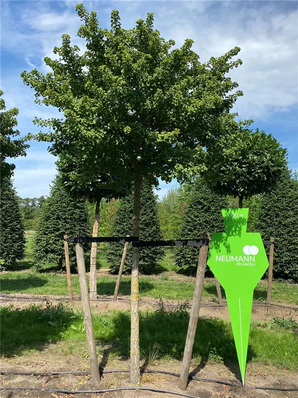 Ginkgo biloba