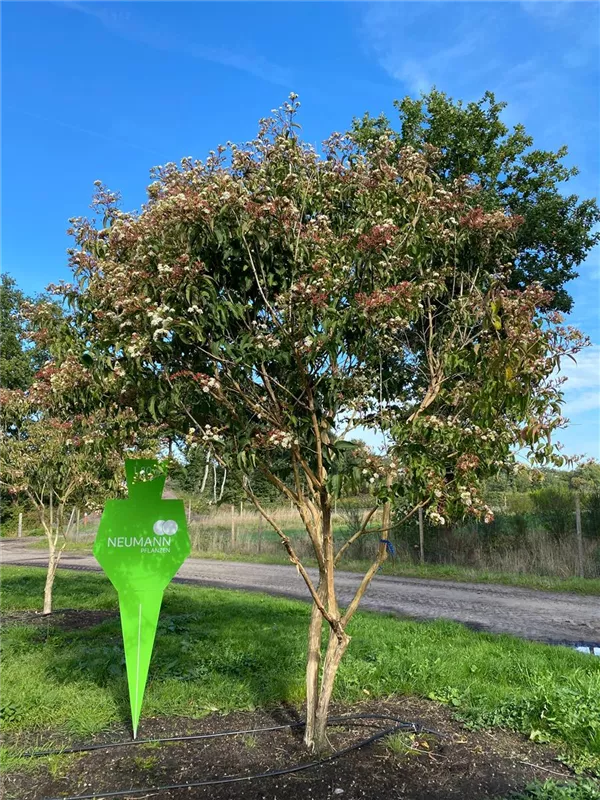 Heptacodium miconioides