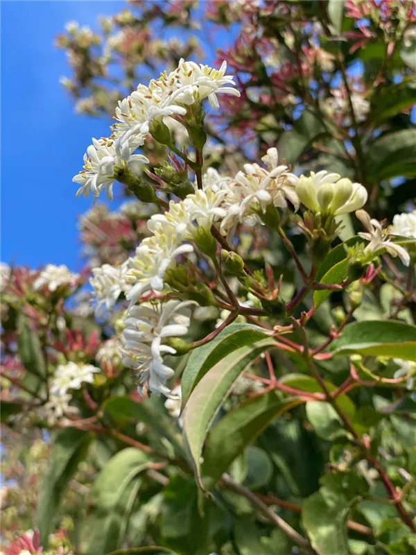 Heptacodium miconioides
