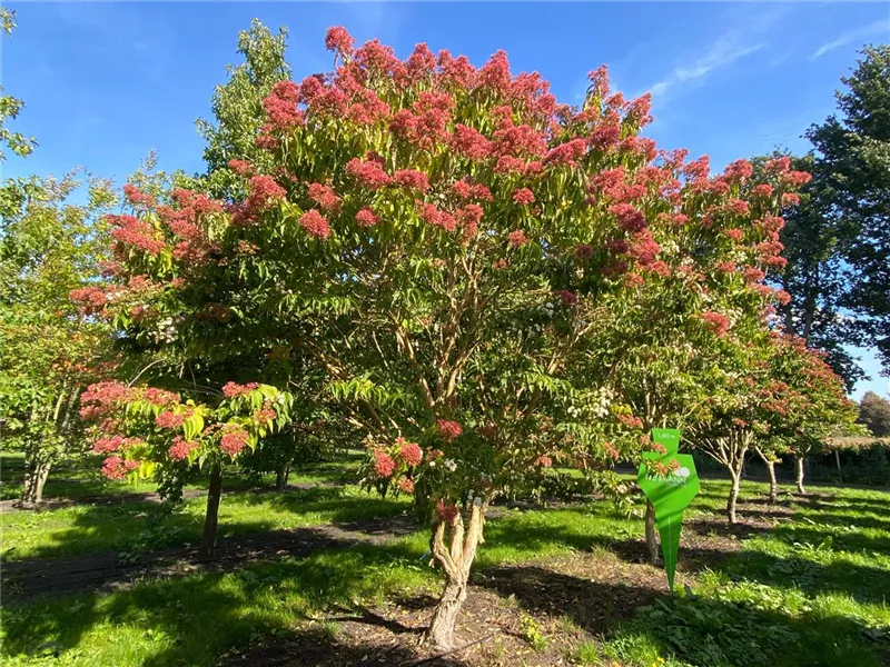 Heptacodium miconioides