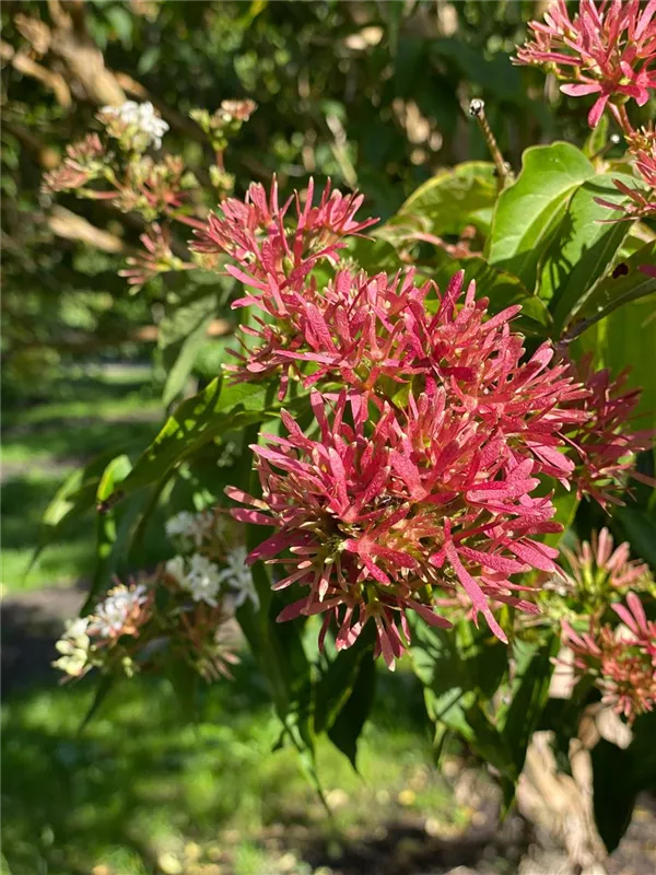 Heptacodium miconioides