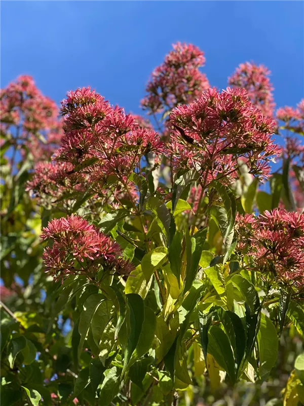 Heptacodium miconioides