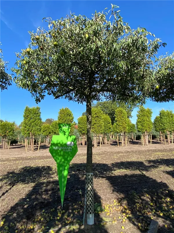 Pyrus elaeagrifolia 'Silver Sail'