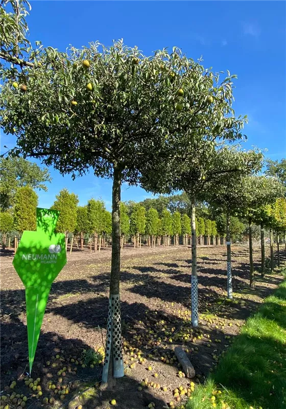 Pyrus elaeagrifolia 'Silver Sail'