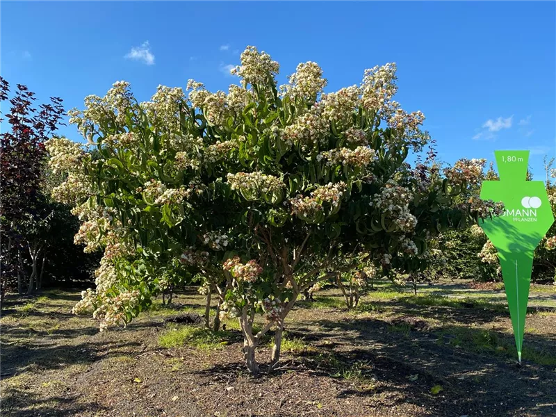 Heptacodium miconioides
