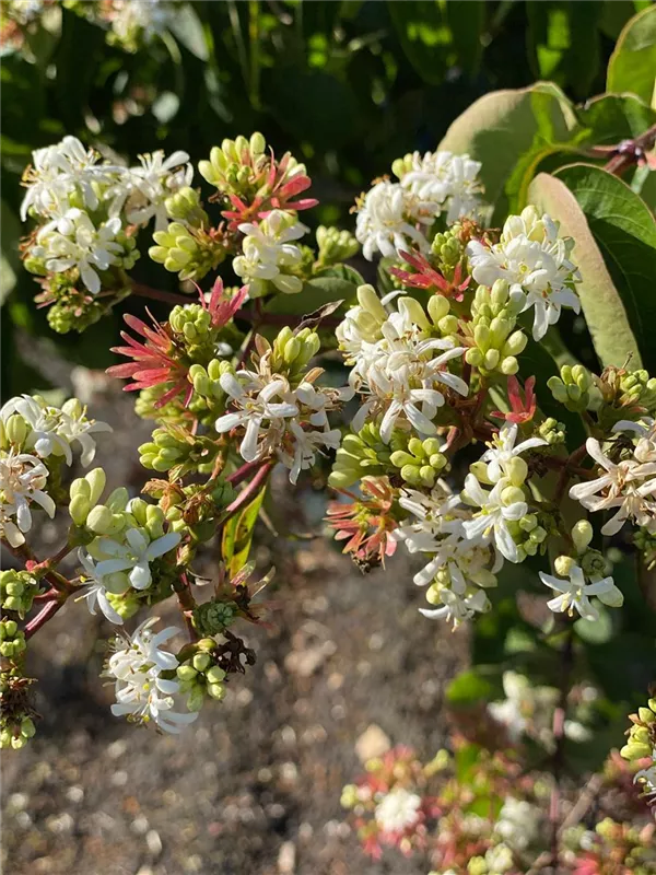 Heptacodium miconioides