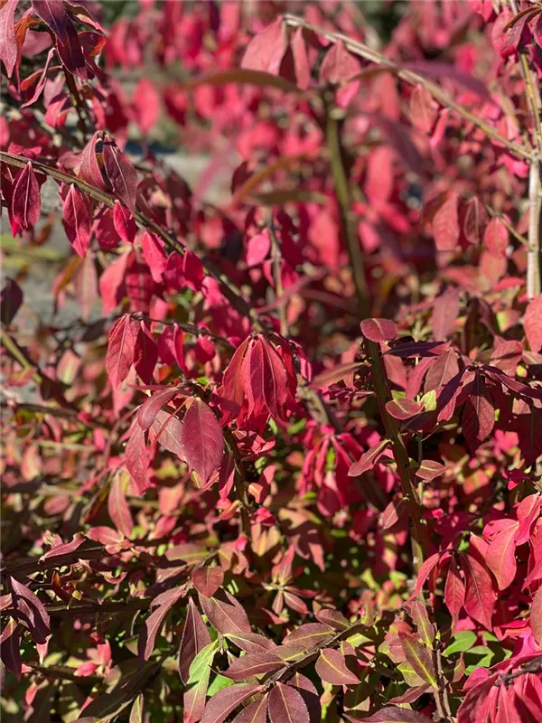 Euonymus alatus