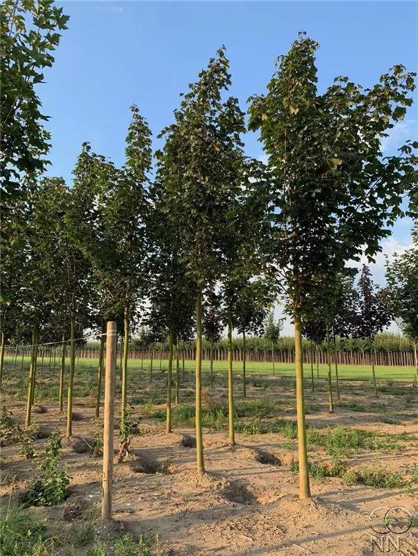 Acer platanoides 'Deborah'