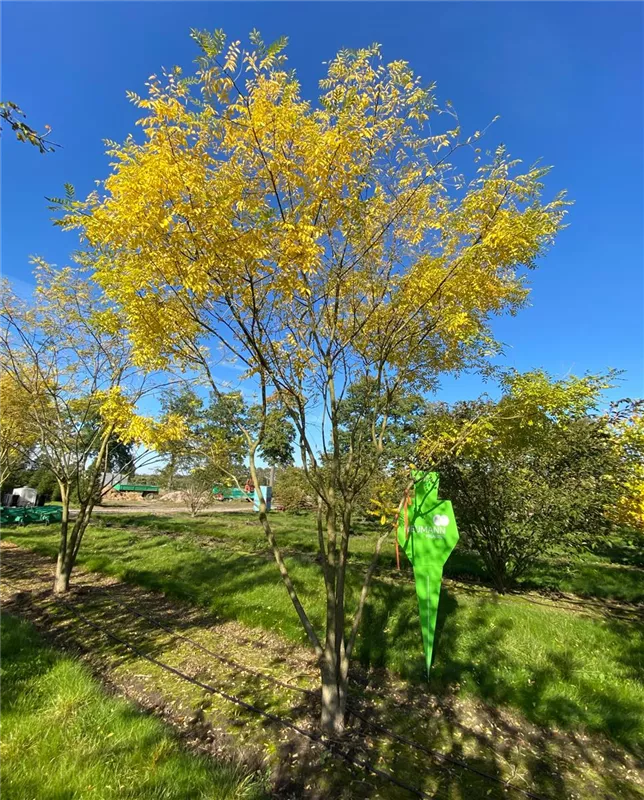 Gleditsia triacanthos 'Sunburst'