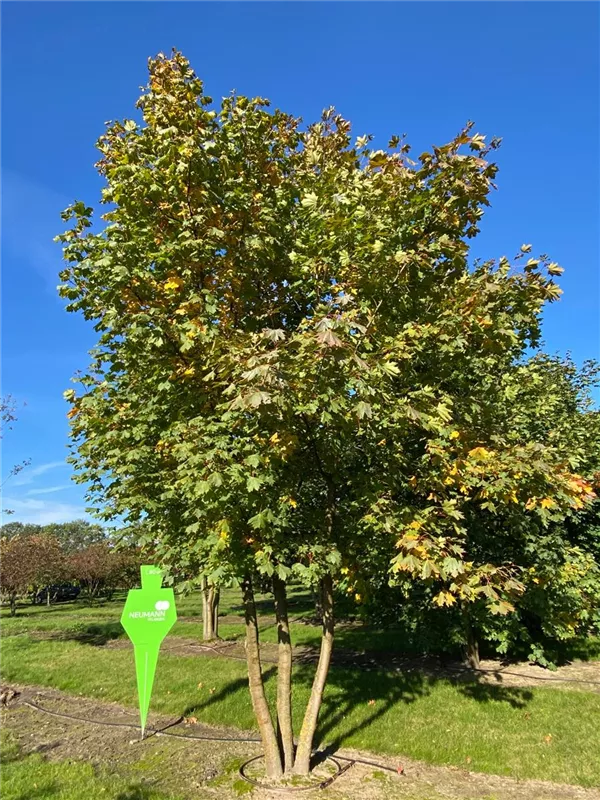 Acer platanoides