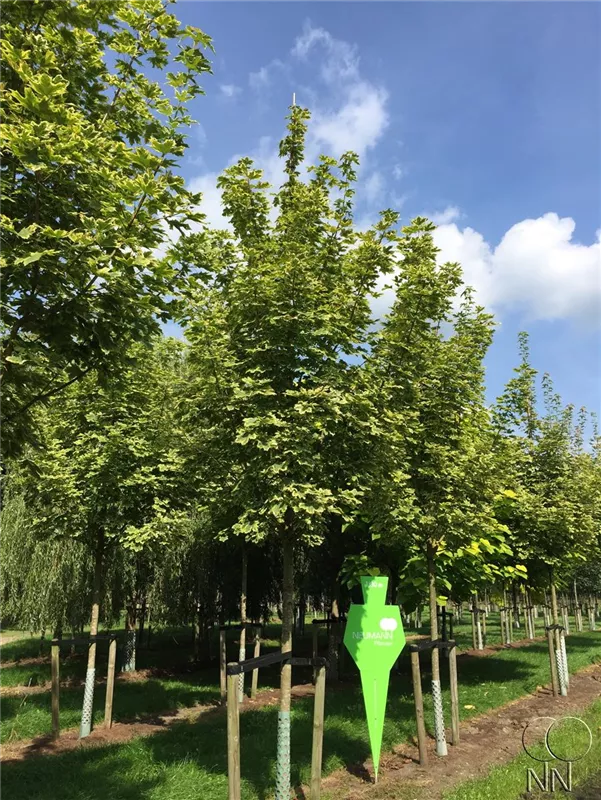 Acer platanoides 'Drummondii'