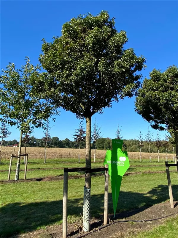 Crataegus monogyna 'Compacta'