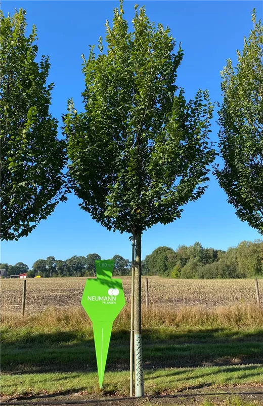 Carpinus betulus 'Lucas'