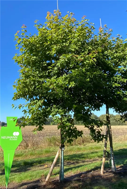 Liquidambar formosana 'Ellen'
