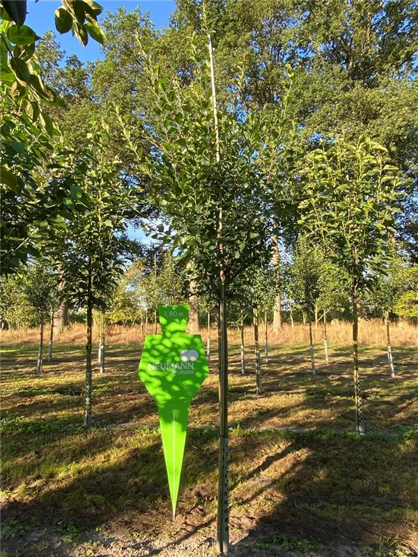 Prunus ital.'Graf Althans Renekl.' CAC