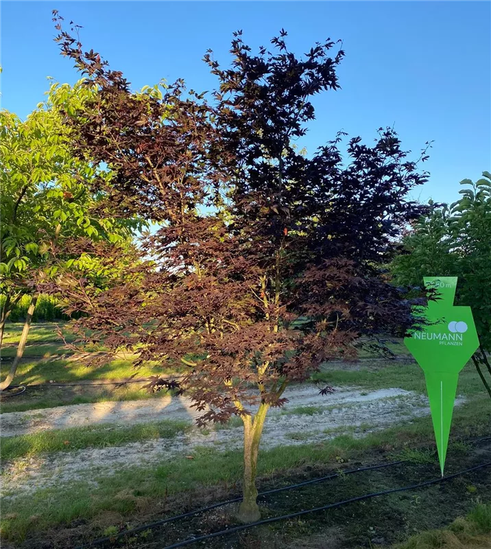 Acer palmatum 'Bloodgood'