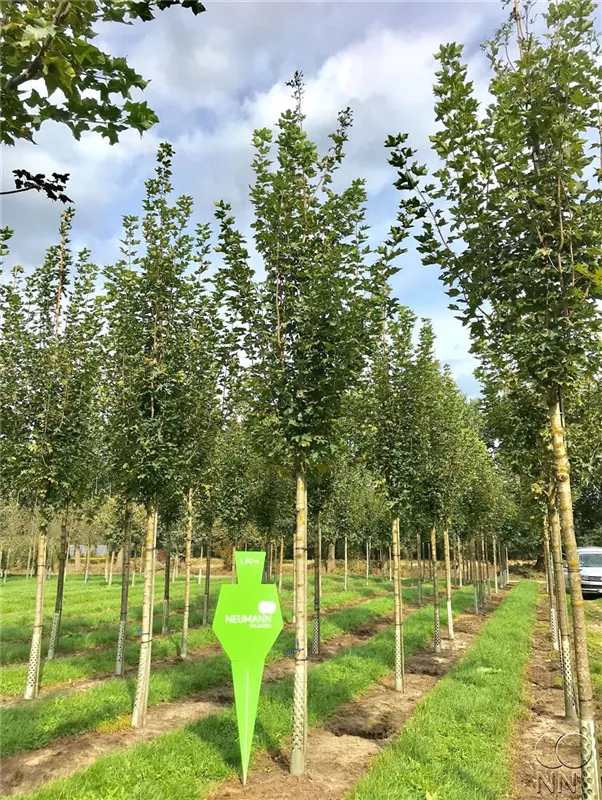 Acer platanoides 'Emerald Queen'