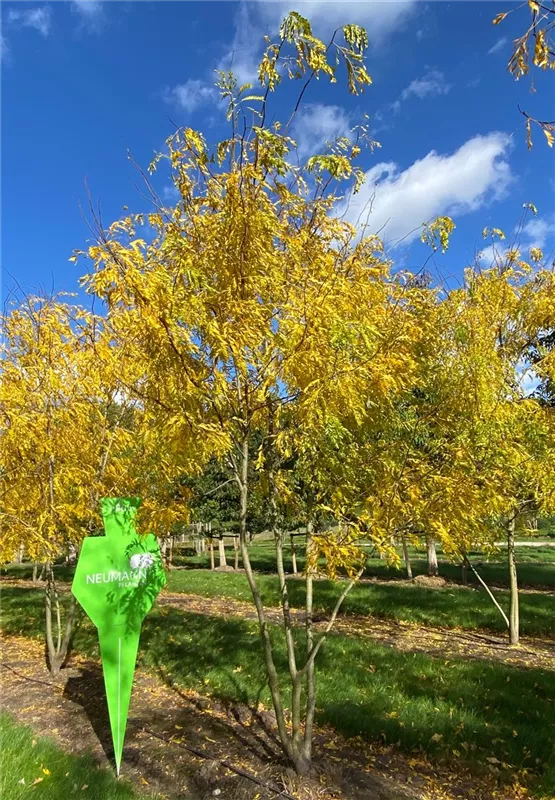 Gleditsia triacanthos 'Skyline'