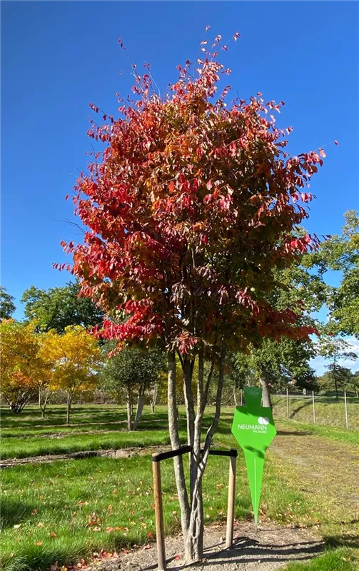 Parrotia persica
