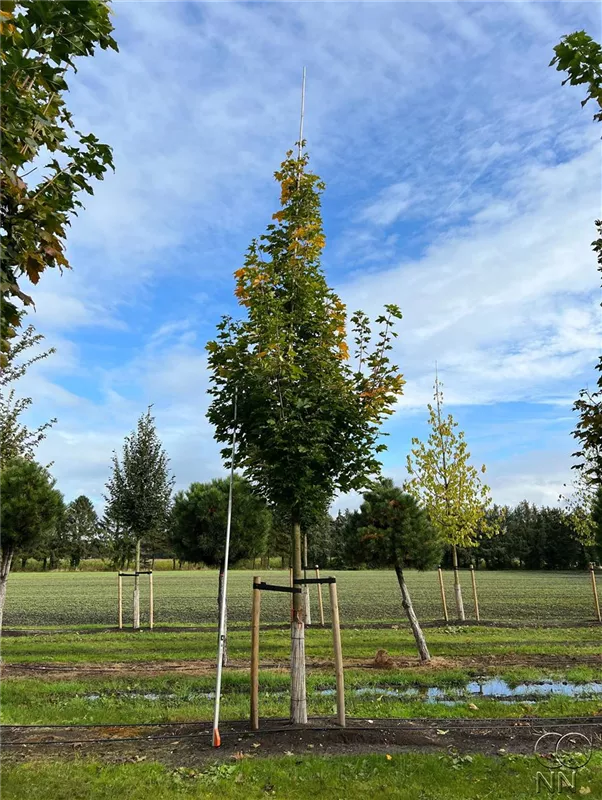 Acer platanoides 'Emerald Queen'