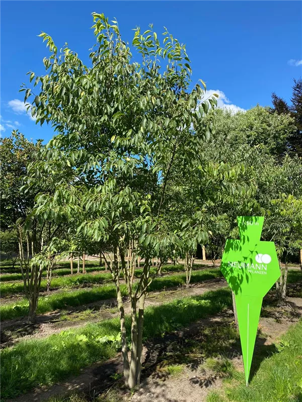 Celtis australis