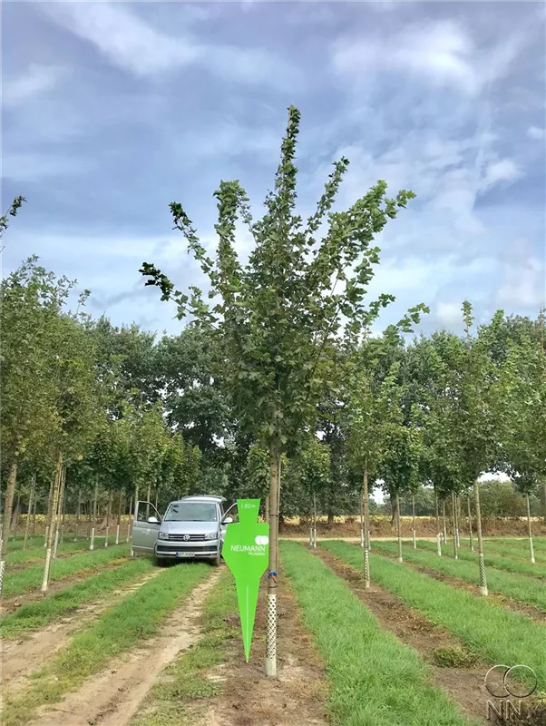 Acer platanoides 'Farlake's Green'