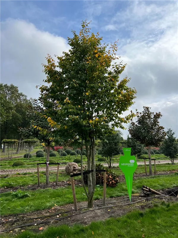 Parrotia persica