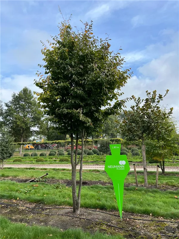 Parrotia persica
