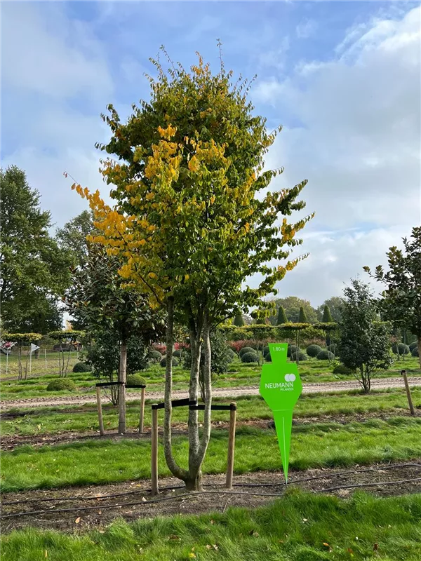 Parrotia persica