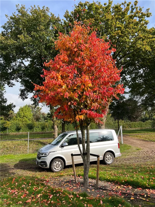Parrotia persica