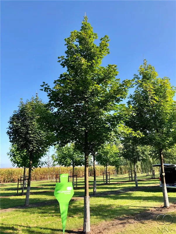 Acer platanoides 'Farlake's Green'