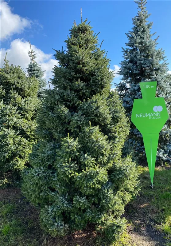 Picea omorika 'Nana'