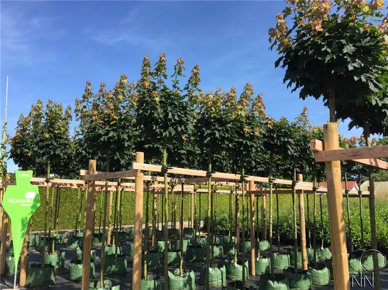 Acer platanoides 'Globosum'