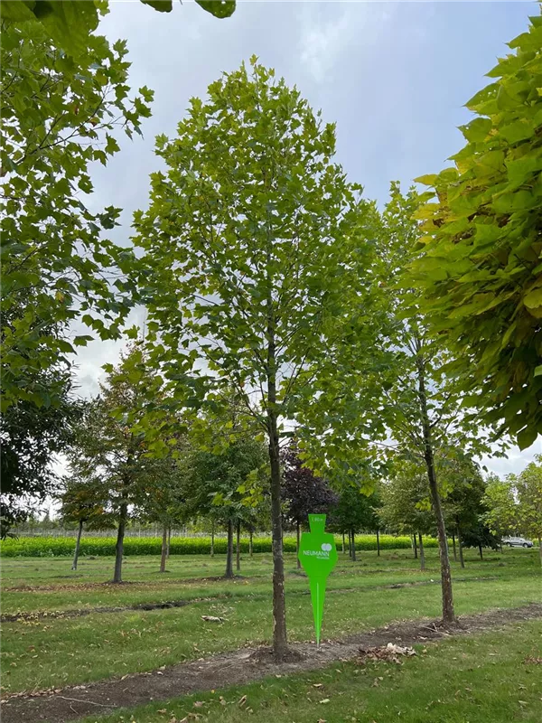Platanus hispanica